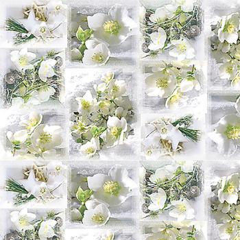 KÄÄREPAPERI HELLEBORUS 75 X 100