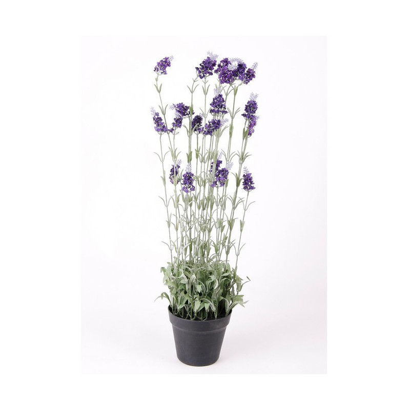 LAVENTELI RUUKUSSA T.LILA