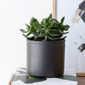 RUUKKU ANTRASIITTI MATTA H12 K11,5