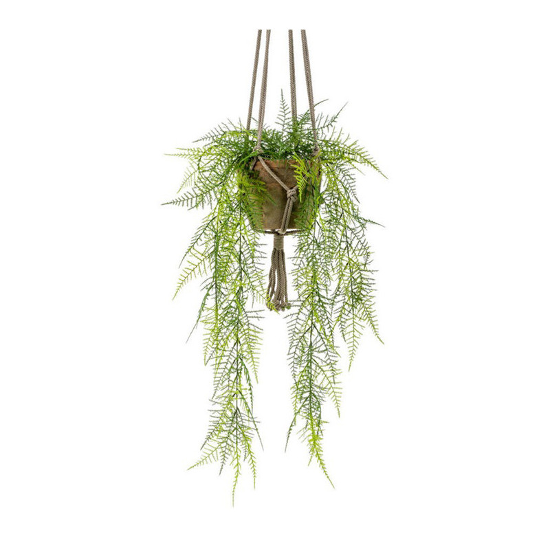 ASPARAGUS ROIKKUVA RUUKUSSA