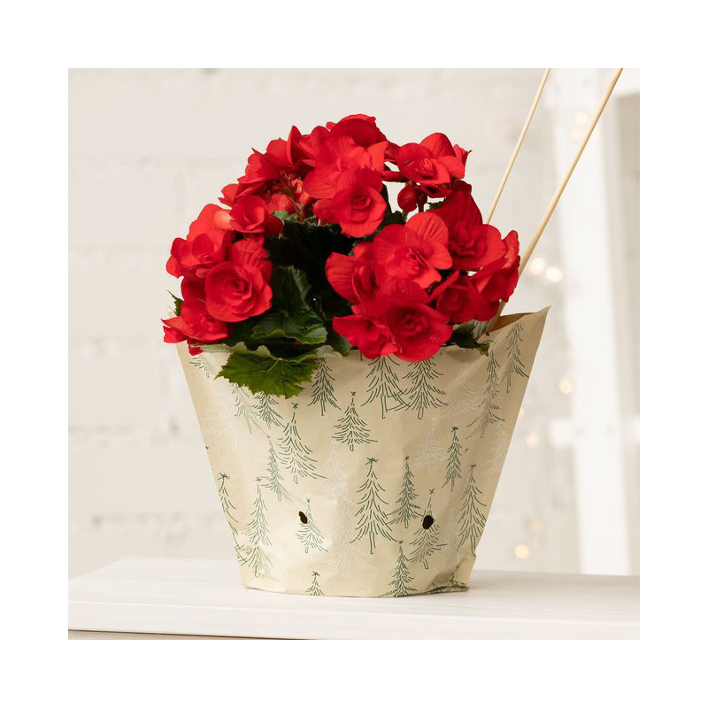 KIMPPUPSS/50 RU PAPERI - KUUSET