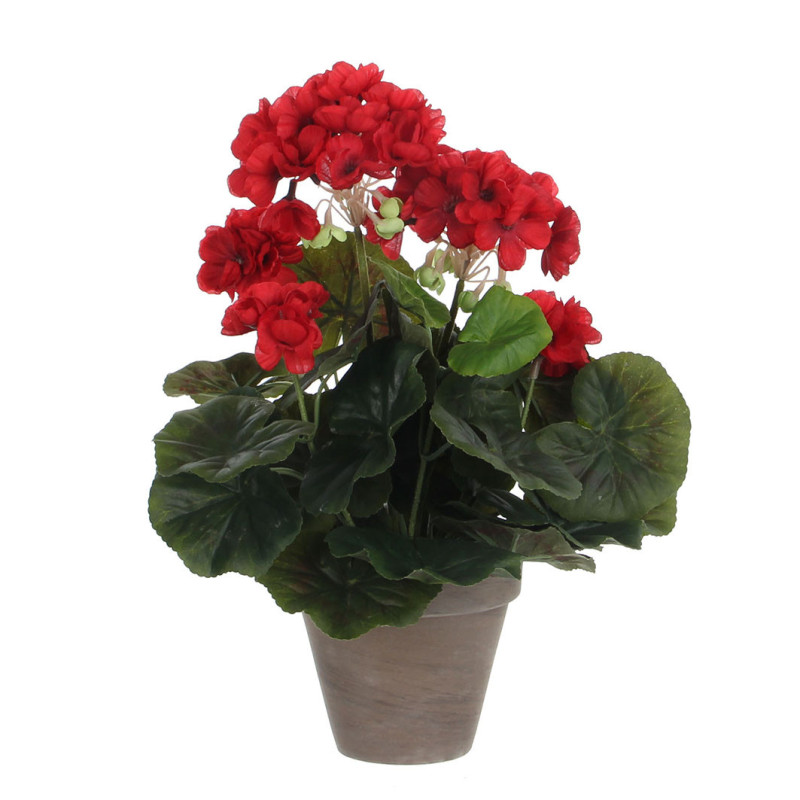 PELARGONIA PUNAINEN SAVIRUUKUSSA