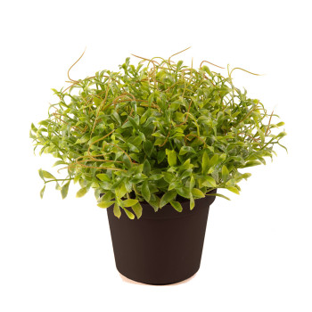 KRASSIPENSAS RUUKUSSA K 13 CM