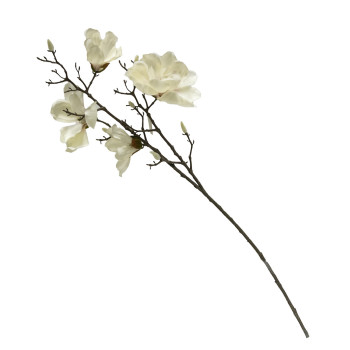 MAGNOLIAOKSA VALKONEN