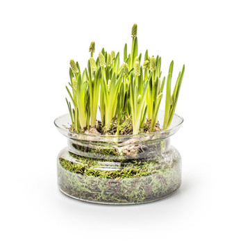 LASIMALJA ECO NOBLES H16 K8