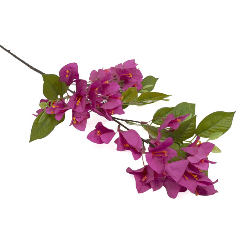 BOUGAINVILLEA OKSA FUKSIA  P 76 CM