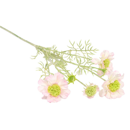 TÖRMÄKUKKA, SCABIOSA HENTO VPUN