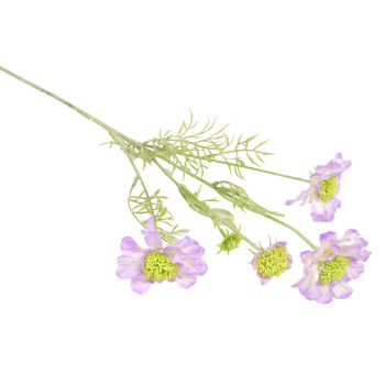 TÖRMÄKUKKA, SCABIOSA, LILA