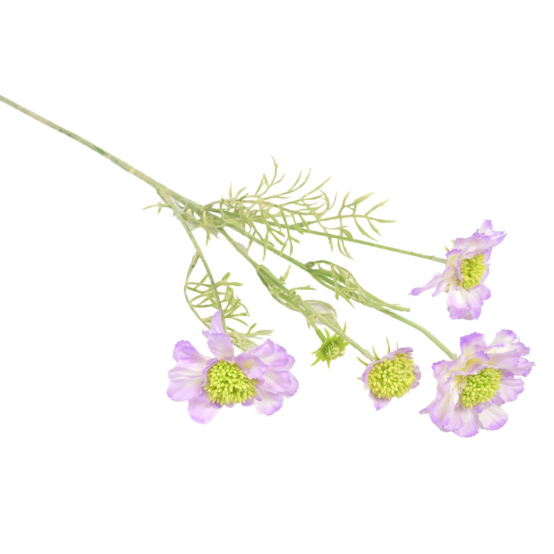 TÖRMÄKUKKA, SCABIOSA, LILA