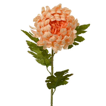 KRYSANTEEMIOKSA LOHENPUN H8 P74