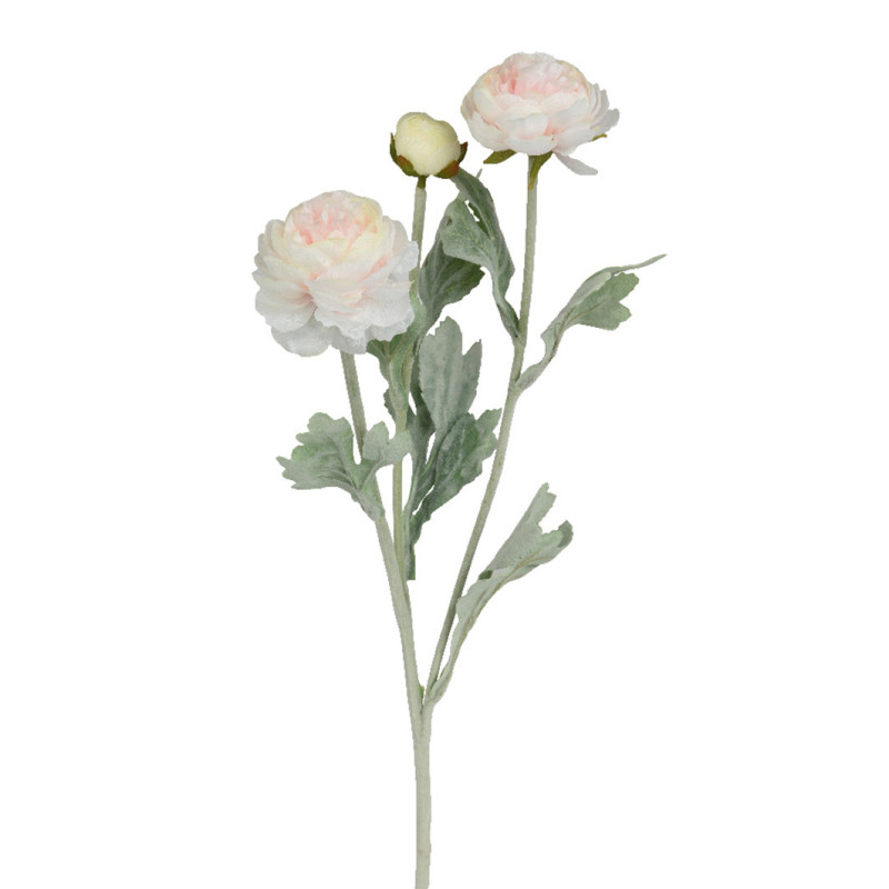 RANUNCULUS KERMA P 51 CM