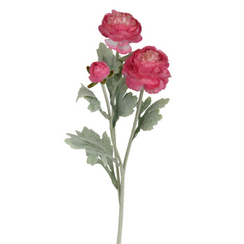 RANUNCULUS PINKKI P51