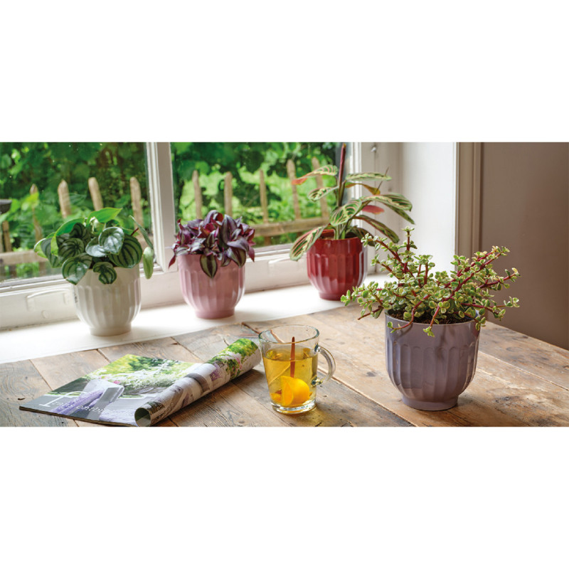 LIVIA RUUKKUVÄRILAJ/4 H 13 PORTUGAL