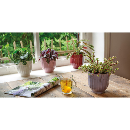 LIVIA RUUKKUVÄRILAJ/4 H 13 PORTUGAL