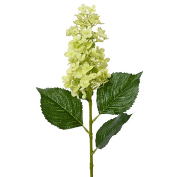 HORTENSIA VVIHREÄ P 85