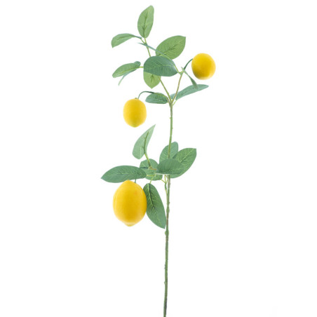 SITRUUNAOKSA, 3 SITRUUNAA K 74 CM