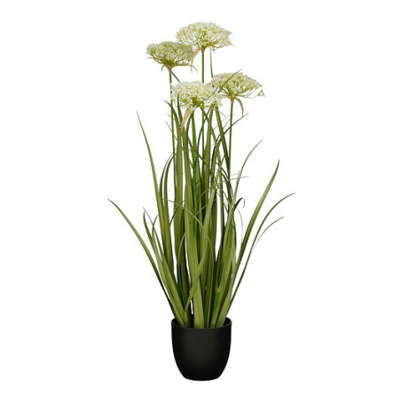 KORISTEHEINÄ ANGELICA VALK.KK 90 CM