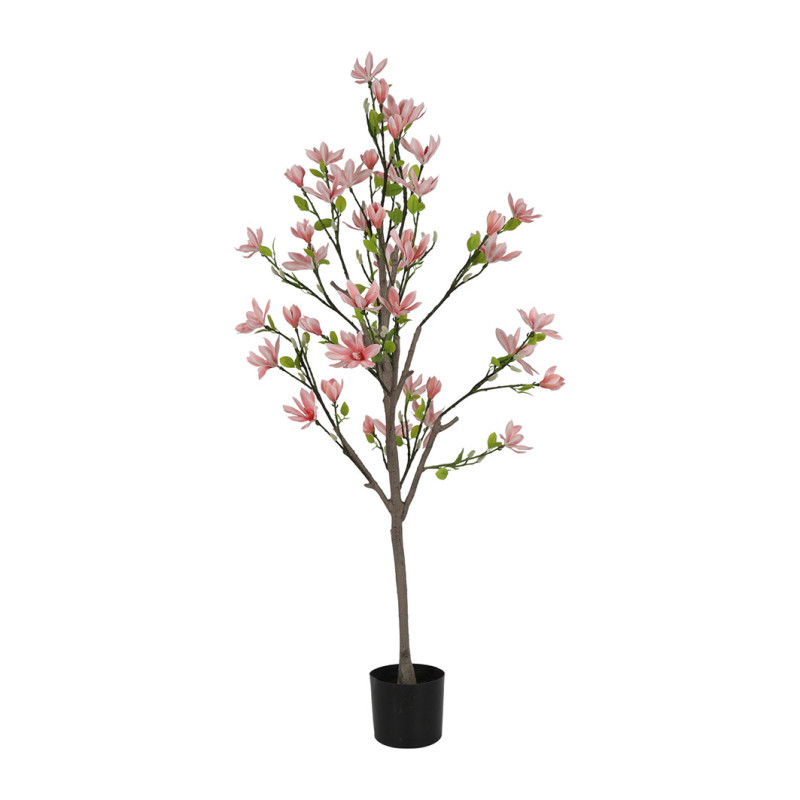 MAGNOLIAPUU VPUN K 150  CM RUUKUSSA