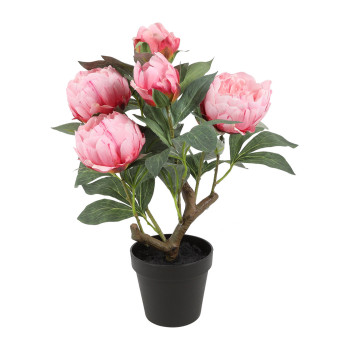 PIONI RUUKUSSA PINKKI K 44