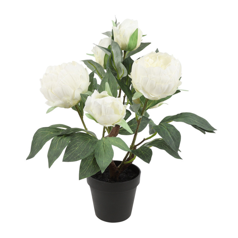 PIONI RUUKUSSA VALKOINEN K 44