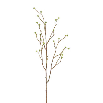 ERYNGIUM OKSA VVI P 75 CM