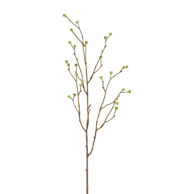 ERYNGIUM OKSA VVI P 75 CM