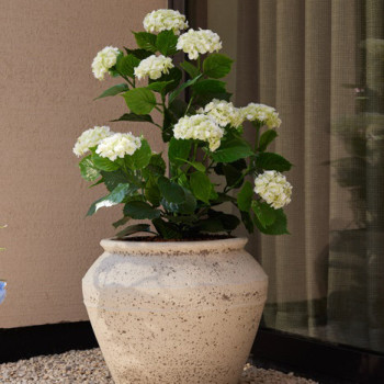 HORTENSIA KERMA MU RUUKKU 90 CM