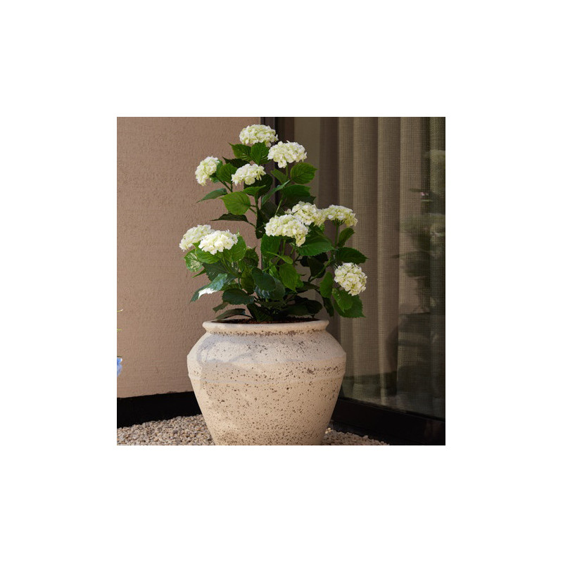 HORTENSIA KERMA MU RUUKKU 90 CM