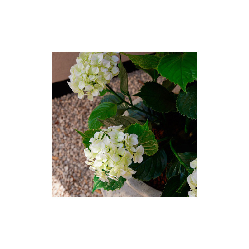 HORTENSIA KERMA MU RUUKKU 90 CM