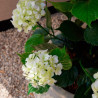 HORTENSIA KERMA MU RUUKKU 90 CM