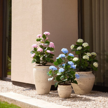 HORTENSIA VSININEN MU RUUKKU 90 CM