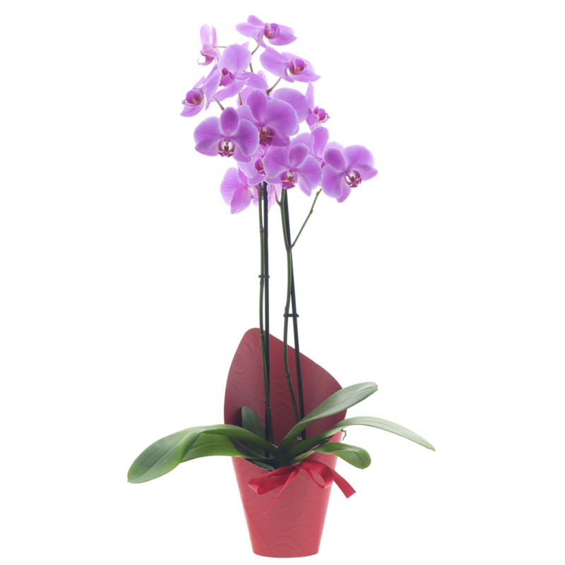 RUUKUNSUOJUSNPP/10 PU SERENADE