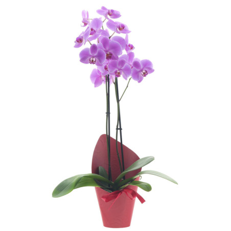 RUUKUNSUOJUSNPP/10 PU SERENADE